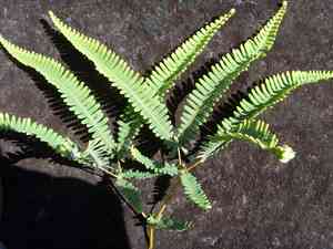 Drooping forked fern(Dicranopteris flexuosa)