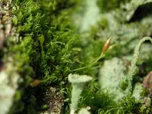 Curly thatch moss(Dicranoweisia cirrata)