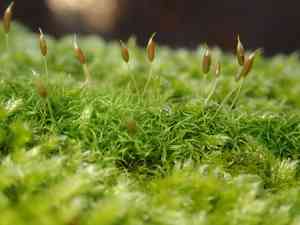 Curly thatch moss(Dicranoweisia cirrata)