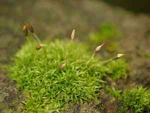 Curly thatch moss(Dicranoweisia cirrata)
