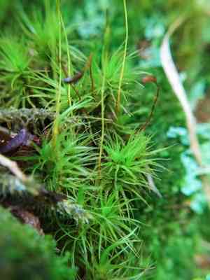 Broom forkmoss(Dicranum scoparium)