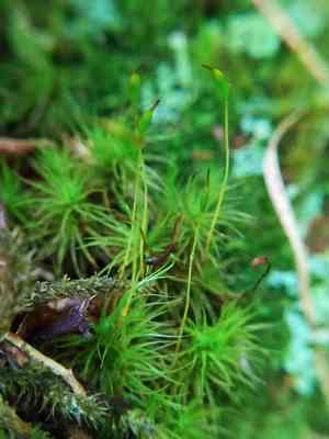 Broom forkmoss(Dicranum scoparium)