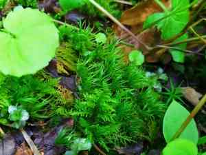 Broom forkmoss(Dicranum scoparium)