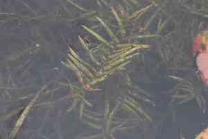 Water purslane(Didiplis diandra)