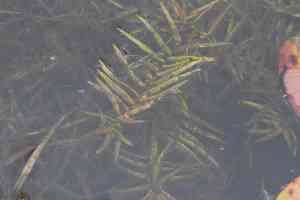 Water purslane(Didiplis diandra)