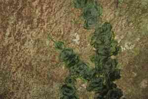 Didymoglossum tahitense(Didymoglossum tahitense)