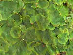 Didymoglossum tahitense(Didymoglossum tahitense)