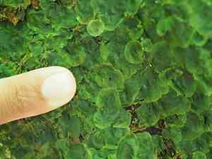 Didymoglossum tahitense(Didymoglossum tahitense)