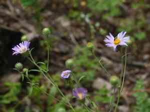 Mount laguna aster(Dieteria asteroides)