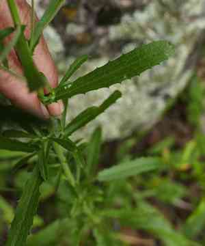Mount laguna aster(Dieteria asteroides)