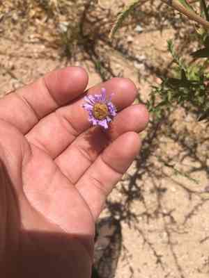 Mount laguna aster(Dieteria asteroides)