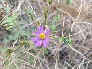 Mount laguna aster(Dieteria asteroides)