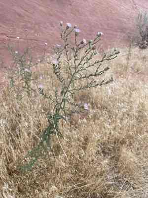 Sand aster(Dieteria canescens)