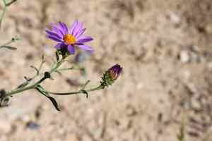 Sand aster(Dieteria canescens)