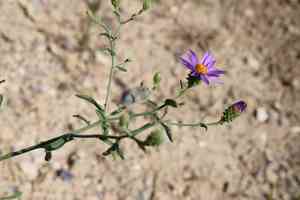 Sand aster(Dieteria canescens)