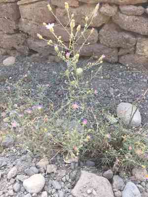 Sand aster(Dieteria canescens)