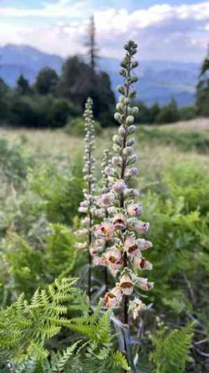 Rusty foxglove(Digitalis ferruginea)