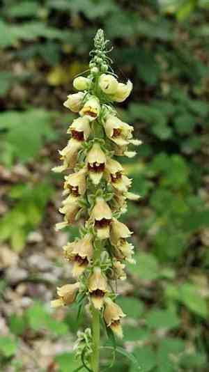Rusty foxglove(Digitalis ferruginea)
