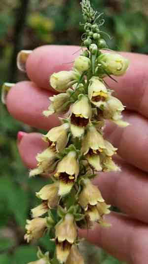 Rusty foxglove(Digitalis ferruginea)