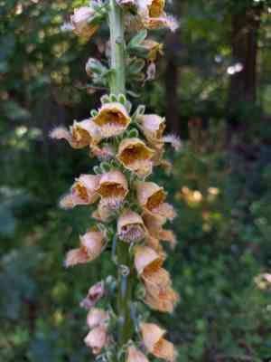 Rusty foxglove(Digitalis ferruginea)