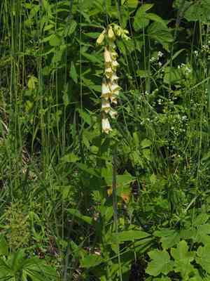 Yellow foxglove(Digitalis grandiflora)