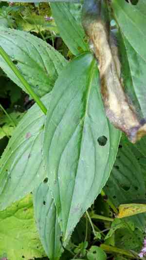 Yellow foxglove(Digitalis grandiflora)