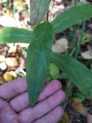 Yellow foxglove(Digitalis grandiflora)