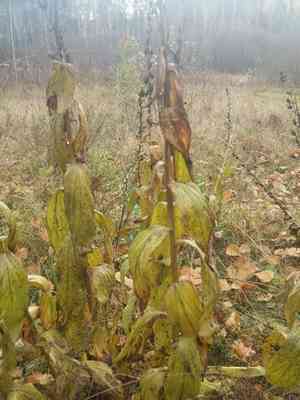 Yellow foxglove(Digitalis grandiflora)