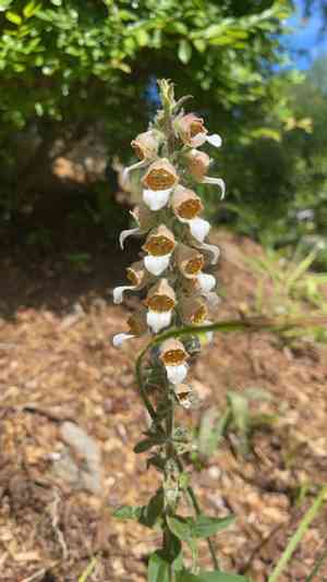 Grecian foxglove(Digitalis lanata)