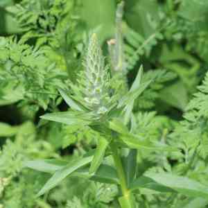 Grecian foxglove(Digitalis lanata)