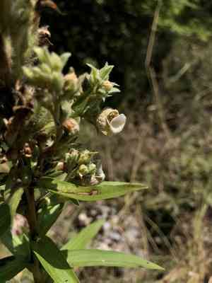 Grecian foxglove(Digitalis lanata)