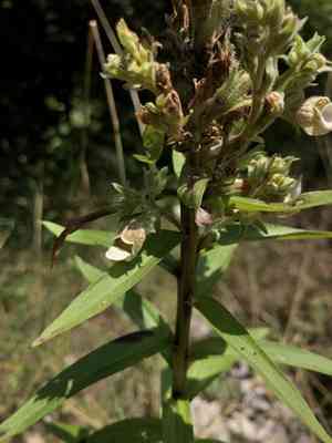 Grecian foxglove(Digitalis lanata)