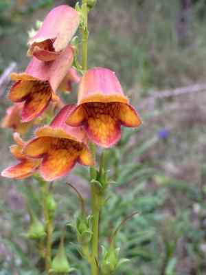Spanish rusty foxglove(Digitalis obscura)