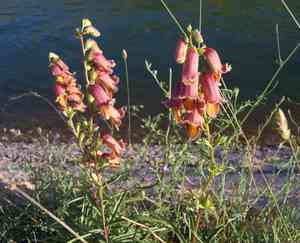 Spanish rusty foxglove(Digitalis obscura)