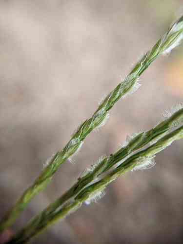 Asian crabgrass(Digitaria bicornis)