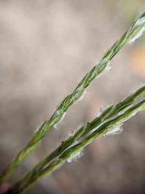 Asian crabgrass(Digitaria bicornis)