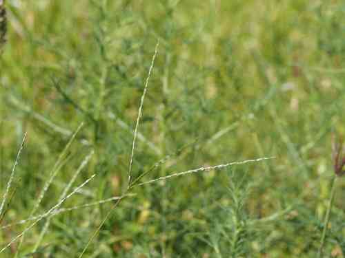 Asian crabgrass(Digitaria bicornis)