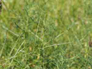 Asian crabgrass(Digitaria bicornis)
