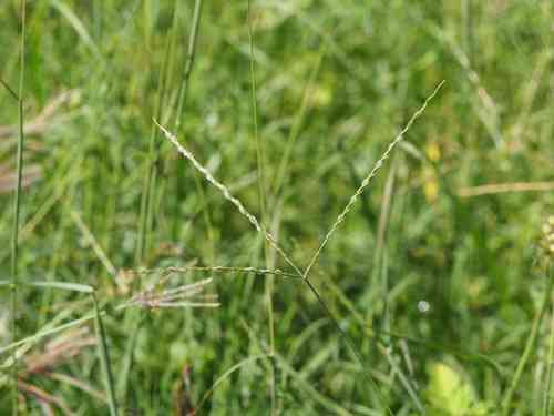 Asian crabgrass(Digitaria bicornis)