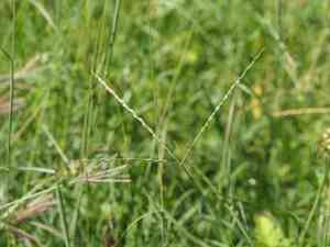 Asian crabgrass(Digitaria bicornis)