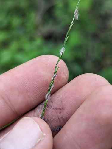 Asian crabgrass(Digitaria bicornis)