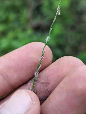 Asian crabgrass(Digitaria bicornis)