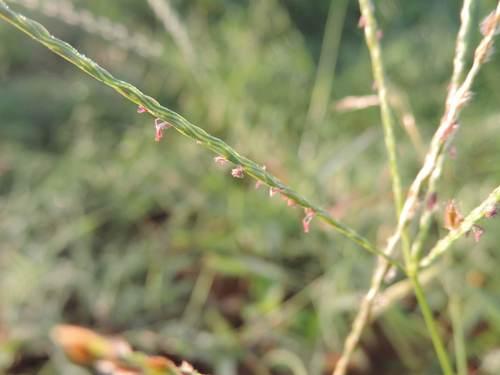 Asian crabgrass
