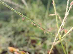 Asian crabgrass(Digitaria bicornis)
