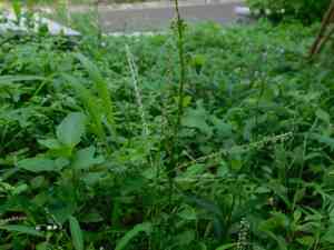 Southern crabgrass(Digitaria ciliaris)
