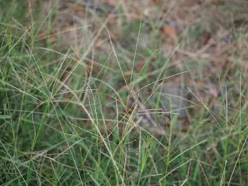 Southern crabgrass(Digitaria ciliaris)