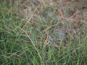 Southern crabgrass(Digitaria ciliaris)