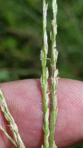 Southern crabgrass(Digitaria ciliaris)