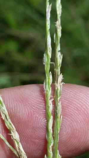 Southern crabgrass(Digitaria ciliaris)
