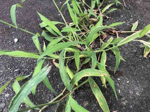 Southern crabgrass(Digitaria ciliaris)